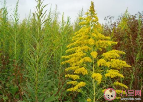 武汉市民看到这种黄花请上报 加拿大一枝黄花是什么花