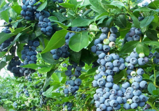 蓝莓适宜生长的土壤环境PH在多少 蚂蚁庄园12月5日答案