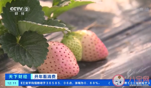 菠萝味草莓|菠萝味草莓一斤150元 草莓都有哪些口味