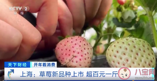 菠萝味草莓|菠萝味草莓一斤150元 草莓都有哪些口味