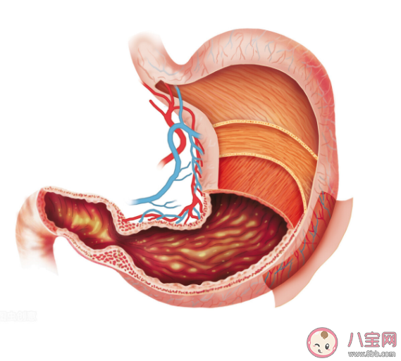 萎缩性胃炎|萎缩性胃炎是胃缩小了吗 萎缩性胃炎会癌变吗