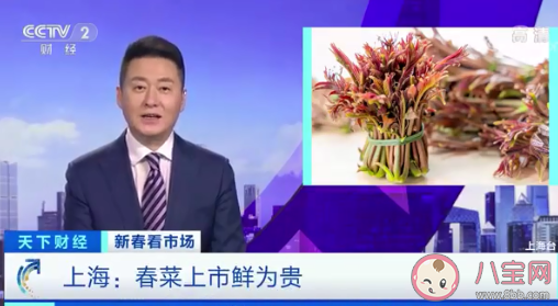 香椿120元一斤|上海香椿120元一斤 香椿为什么受欢迎