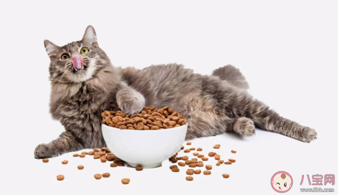 猫咪|猫咪为什么要留一点猫粮在碗底 如何挑选一款好的猫粮