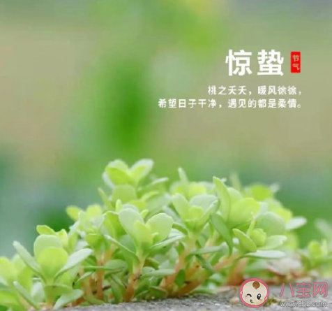 惊蛰为什么叫惊蛰 惊蛰时节宜吃什么