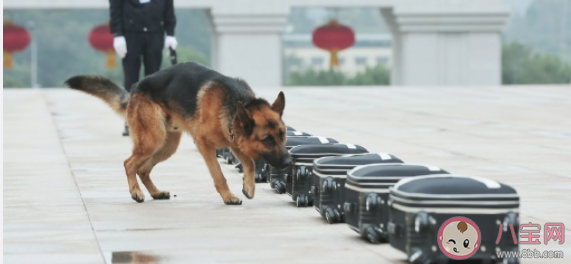 警犬是如何选拔培训的 警犬有多厉害