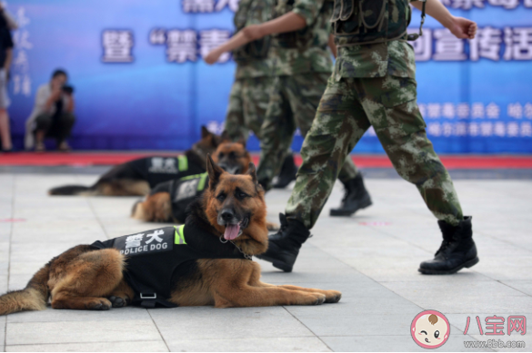 警犬是如何选拔培训的 警犬有多厉害