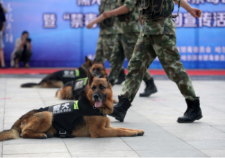 警犬是如何选拔培训的 警犬有多厉害