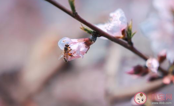 哪一种天气情况|以下哪一种天气情况更适合花粉过敏者外出踏青赏花 蚂蚁庄园4月4日答案介绍