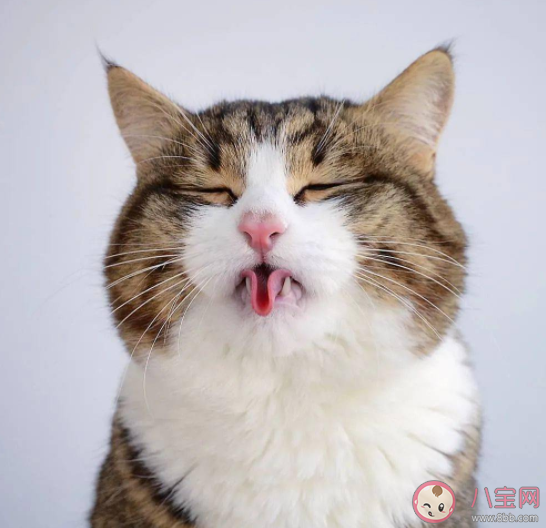 猫咪什么情况下会吐舌头 猫咪吐舌头我们该做什么