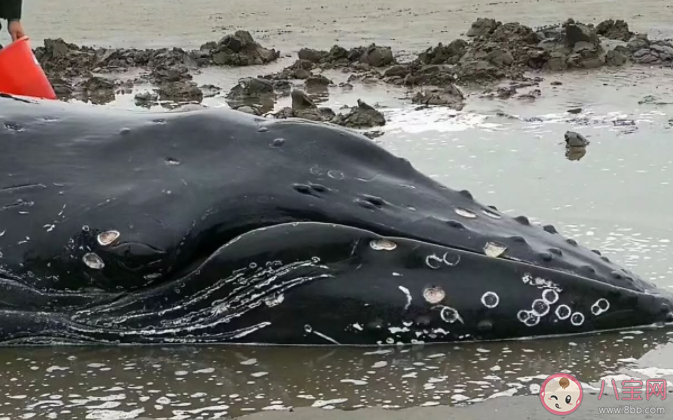 鲸豚为什么会搁浅 鲸鱼搁浅为什么死亡率高