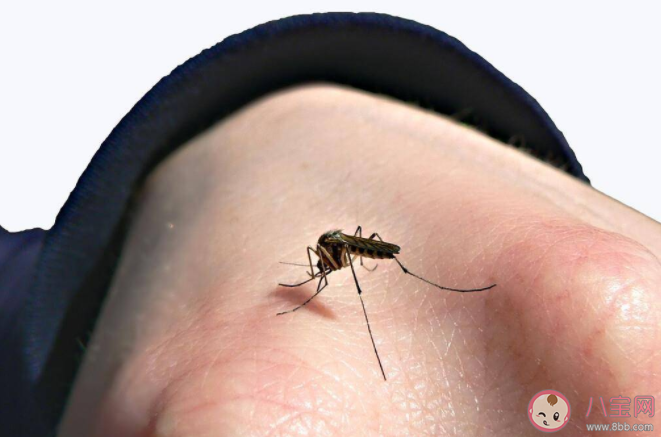 蚊子|为什么广东的蚊子又多又大 蚊子包可以挤破吗