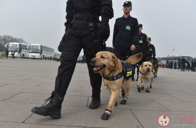 在小路上偶遇警犬能摸吗 警犬一般有哪些品种