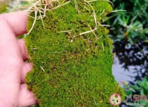 苔藓能吃吗 苔藓植物有什么作用