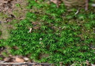 苔藓能吃吗 苔藓植物有什么作用