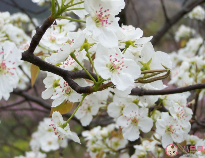 梨树出现二次开花现象是正常的吗 蚂蚁新村5月24日答案