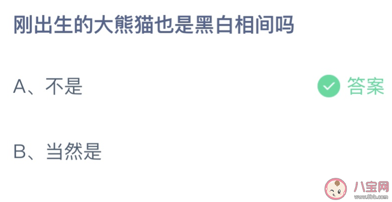 刚出生的大熊猫也是黑白相间吗 蚂蚁庄园6月16日答案最新