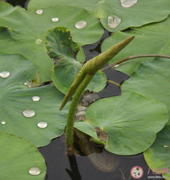 荷叶滴水不沾主要是因为它的表面有什么 蚂蚁庄园7月2日正确答案