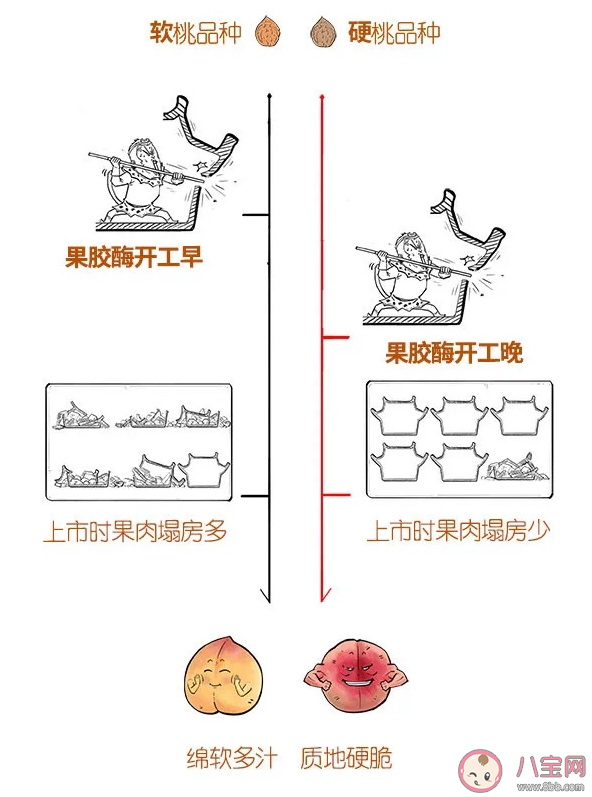 桃子为啥有软有硬的 脆桃和软桃哪个好吃