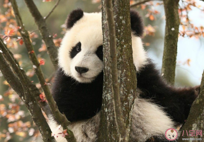 食铁兽和大虫哪个曾经是大熊猫在古代的名字 蚂蚁庄园7月15日答案解析