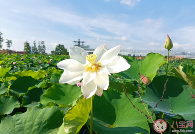 你所期待的夏天是什么模样 想象中的夏天是怎样的