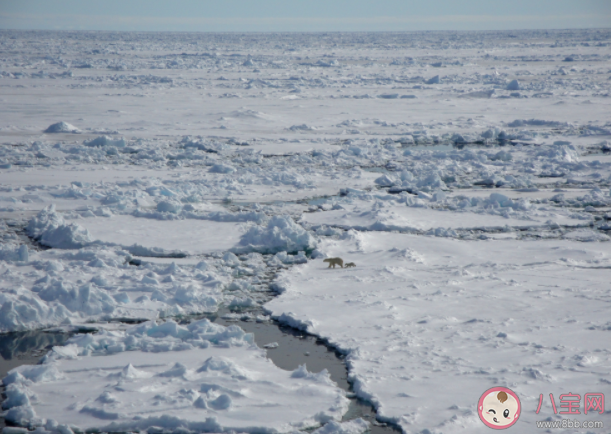 南极的鱼能在冰天雪地中健康成长主要因为体内有什么 蚂蚁庄园7月22日课堂答案