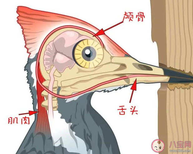 啄木鸟疯狂啄树为什么不得脑震荡 啄木鸟为什么喜欢啄树