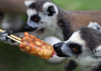 高温天该如何给宠物消暑 夏天该怎样照顾宠物