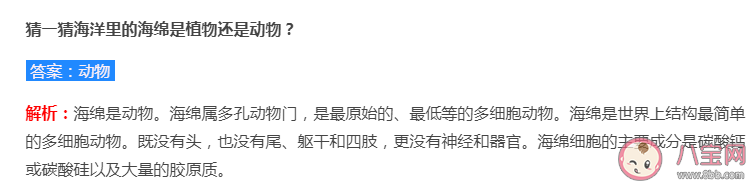 海洋里的海绵是植物还是动物 蚂蚁庄园8月11日答案解析