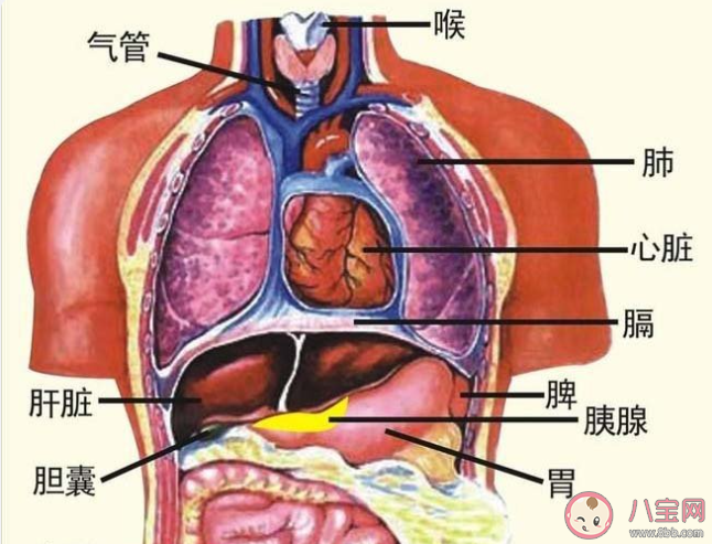 长期喝护肝茶真的有用吗 怎样养护肝脏