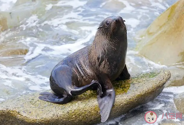 海狮海豹哪个用前肢划水 神奇海洋9月27日答案最新