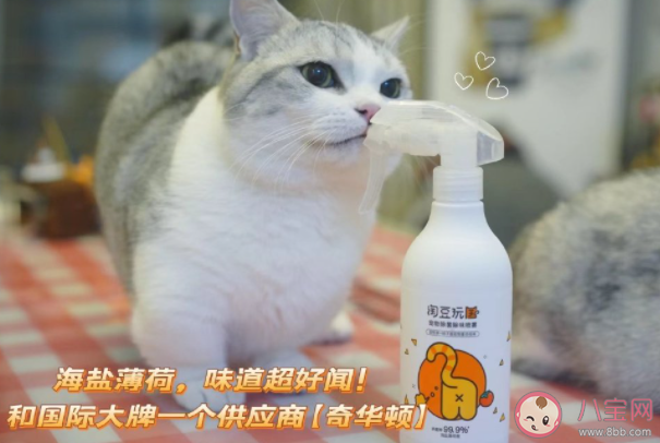 你养猫猫的原因是什么 为什么很多人都喜欢养猫