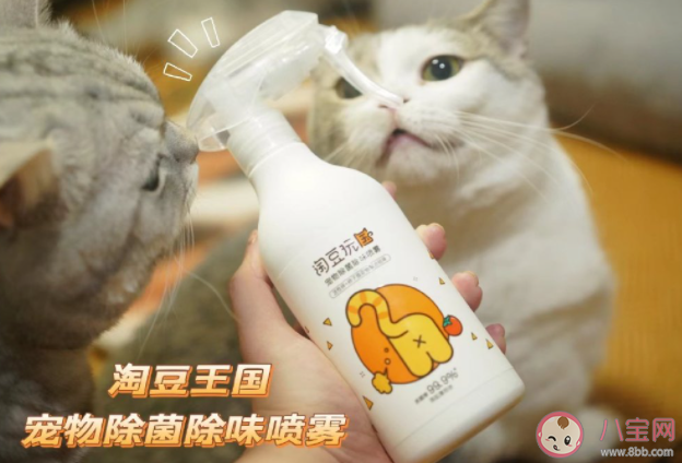 你养猫猫的原因是什么 为什么很多人都喜欢养猫