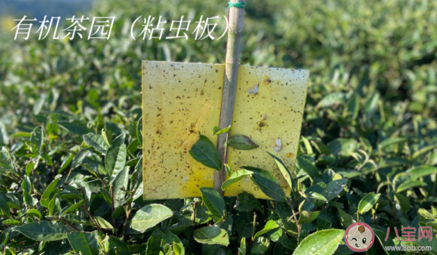 有机茶有什么好 有机茶和普通茶的区别是什么