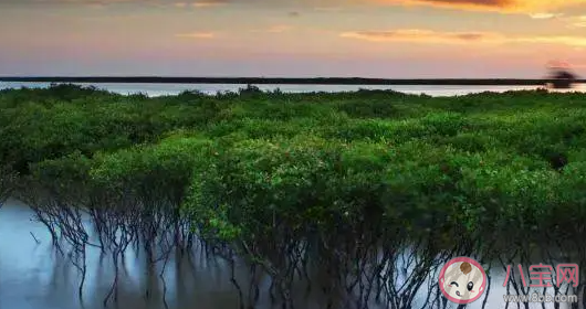 以下哪种生物群落有海上森林之称 蚂蚁森林神奇海洋10月11日答案