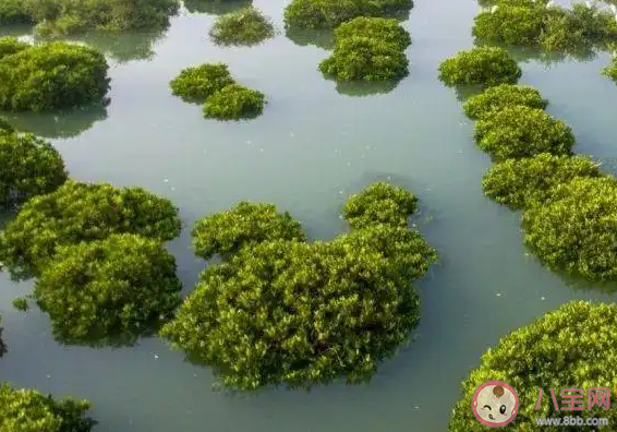 以下哪种生物群落有海上森林之称 蚂蚁森林神奇海洋10月11日答案