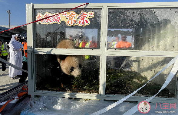 京京四海住进卡塔尔豪华熊猫馆 京京四海资料介绍