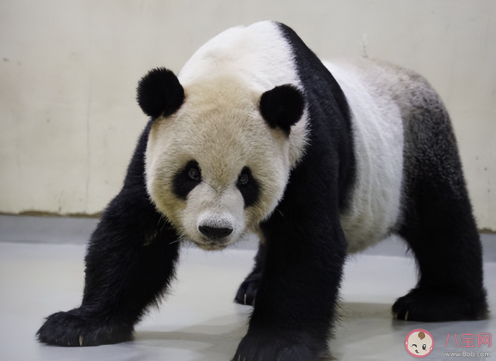 大陆赠台大熊猫状况不佳躺地进食 大熊猫为什么会得癫痫病