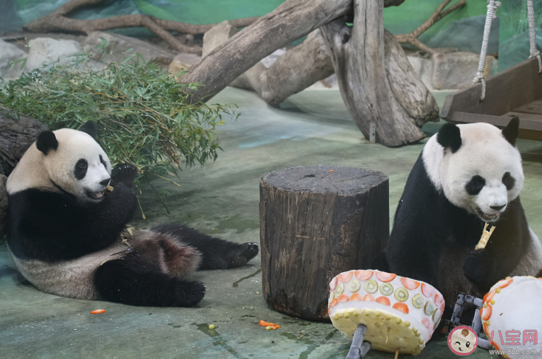 大陆赠台大熊猫状况不佳躺地进食 大熊猫为什么会得癫痫病