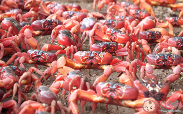 澳大利亚圣诞岛红蟹开启年度大迁徙 圣诞岛红蟹为什么要迁徙