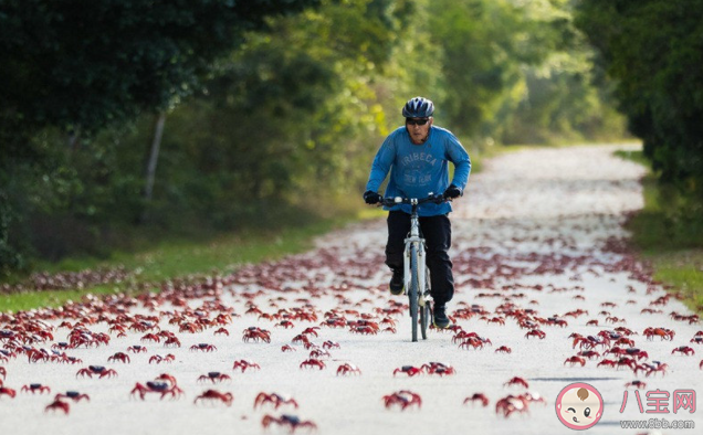澳大利亚圣诞岛红蟹开启年度大迁徙 圣诞岛红蟹为什么要迁徙