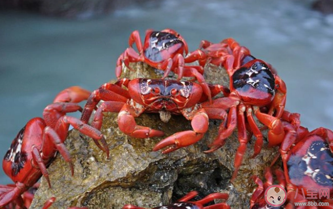 澳大利亚圣诞岛红蟹开启年度大迁徙是怎么回事 圣诞岛红蟹可以吃吗