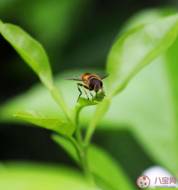 蜜蜂飞来飞去嗡嗡响蝴蝶却总是悄无声息是因为什么 蚂蚁庄园10月30日答案