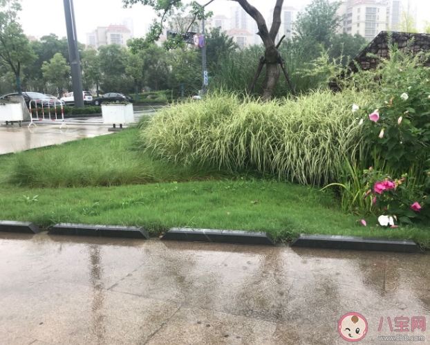 绿化工作人员雨天给大树浇水 下雨天为什么要浇绿化