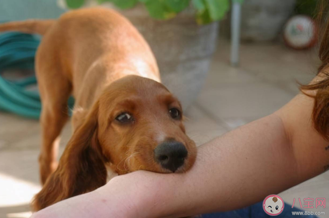 狂犬病只有狗狗能得吗 预防狂犬病要注意这几点