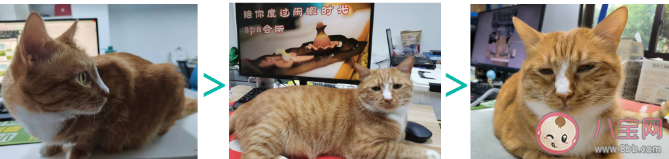 为什么猫会喜欢揣手手 猫揣手手是什么意思