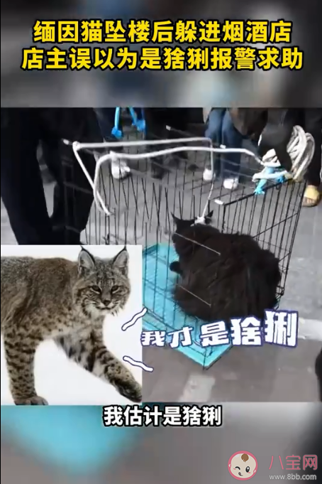 缅因猫因太胖被误当猞猁送到保护站 缅因猫有多好