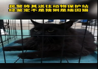 缅因猫因太胖被误当猞猁送到保护站 缅因猫有多好