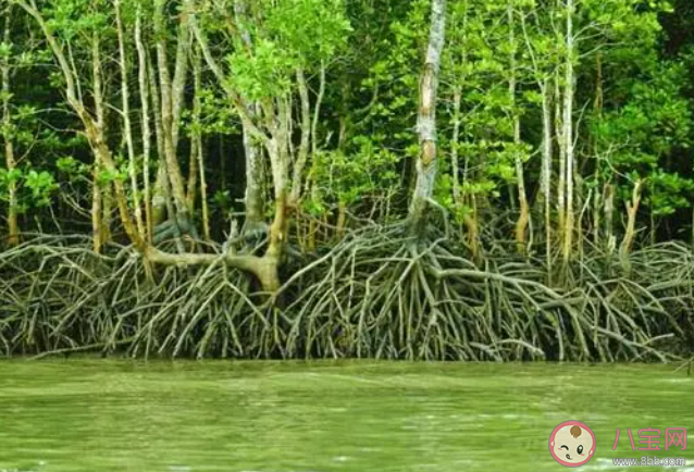 红树林生活在海水中地下部分长期处于哪种环境 神奇海洋11月17日答案