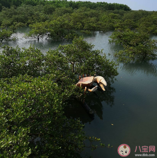 红树林植物演化出了各种各样的呼吸根通常有以下哪种特点 神奇海洋12月8日答案