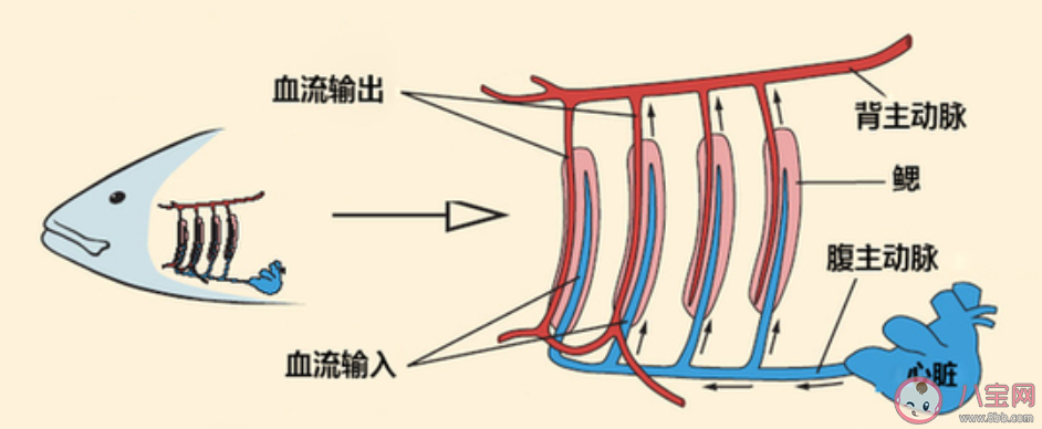 蚂蚁庄园鱼在水中有可能缺氧吗 小课堂1月4日答案